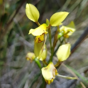 Diuris sulphurea at Acton, ACT - 8 Nov 2022