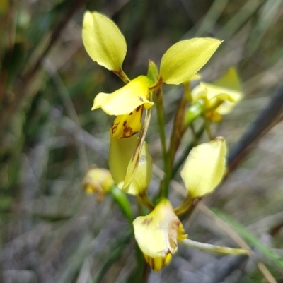 Diuris sulphurea (Tiger Orchid) at Acton, ACT - 8 Nov 2022 by HappyWanderer