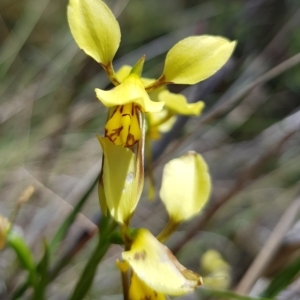 Diuris sulphurea at Acton, ACT - suppressed