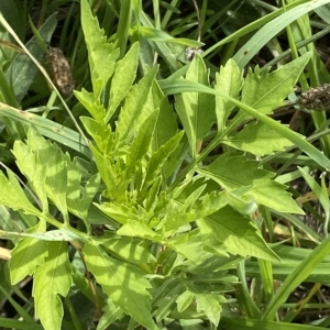 Bidens subalternans at Holt, ACT - 11 Apr 2023