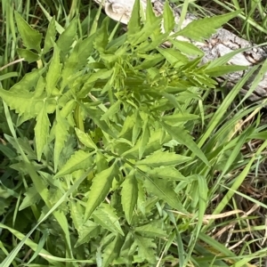 Bidens subalternans at Holt, ACT - 11 Apr 2023