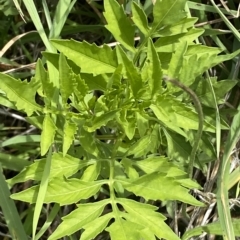 Bidens subalternans at Holt, ACT - 11 Apr 2023