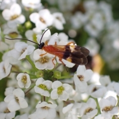 Agathidinae sp. (subfamily) (Agathid wasp) at Murrumbateman, NSW - 11 Apr 2023 by SimoneC