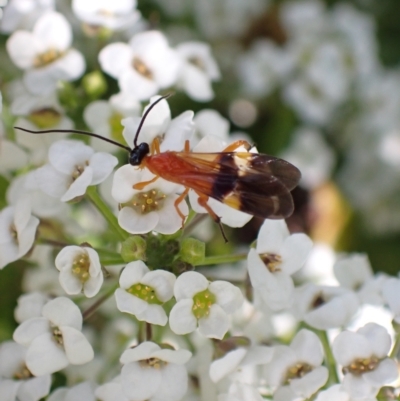 Agathidinae sp. (subfamily) (Agathid wasp) at Murrumbateman, NSW - 11 Apr 2023 by SimoneC