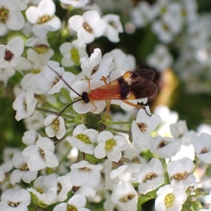 Agathidinae sp. (subfamily) at Murrumbateman, NSW - 11 Apr 2023