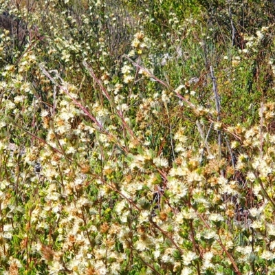 Kunzea muelleri (Yellow Kunzea) at Tinderry Nature Reserve - 24 Jan 2023 by Philip