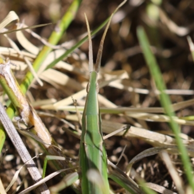 Acrida conica (Giant green slantface) at Jerrabomberra Wetlands - 11 Apr 2023 by RodDeb