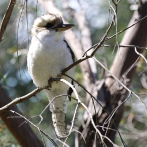 Dacelo novaeguineae at Fyshwick, ACT - 11 Apr 2023