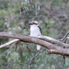 Dacelo novaeguineae at Fyshwick, ACT - 11 Apr 2023 12:14 PM