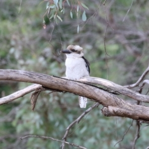 Dacelo novaeguineae at Fyshwick, ACT - 11 Apr 2023