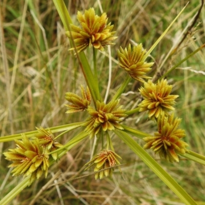 Cyperus eragrostis (Umbrella Sedge) at Brindabella National Park - 11 Apr 2023 by JohnBundock