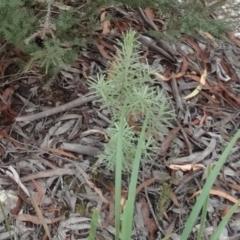 Persoonia mollis at Windellama, NSW - 20 Mar 2023 by Handke6