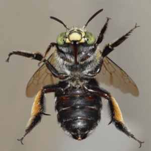 Amegilla sp. (genus) at Wellington Point, QLD - suppressed