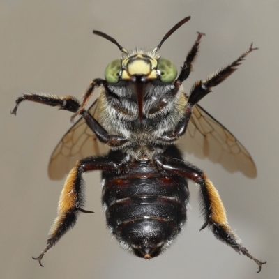 Amegilla sp. (genus) (Blue Banded Bee) at Wellington Point, QLD - 11 Apr 2023 by TimL