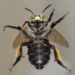 Unidentified Bee (Hymenoptera, Apiformes) at Wellington Point, QLD - 11 Apr 2023 by TimL