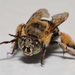 Amegilla sp. (genus) at Wellington Point, QLD - suppressed
