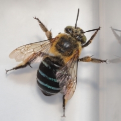 Amegilla sp. (genus) at Wellington Point, QLD - suppressed