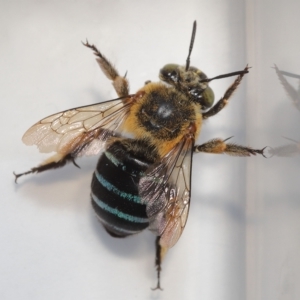 Amegilla sp. (genus) at Wellington Point, QLD - suppressed