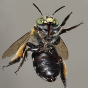 Amegilla sp. (genus) at Wellington Point, QLD - suppressed