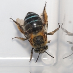 Amegilla sp. (genus) at Wellington Point, QLD - suppressed