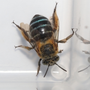 Amegilla sp. (genus) at Wellington Point, QLD - suppressed