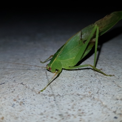 Caedicia simplex (Common Garden Katydid) at Kambah, ACT - 11 Apr 2023 by MatthewFrawley