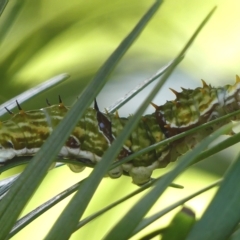 Papilio aegeus (Orchard Swallowtail, Large Citrus Butterfly) at Braemar - 11 Apr 2023 by Curiosity