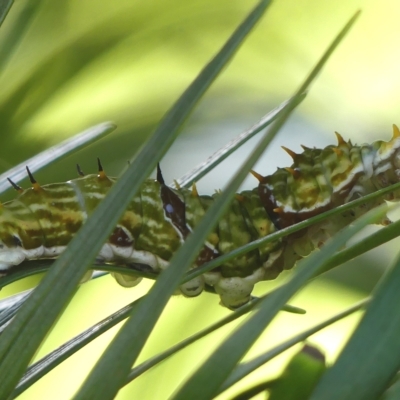 Papilio aegeus (Orchard Swallowtail, Large Citrus Butterfly) at Braemar, NSW - 11 Apr 2023 by Curiosity