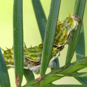 Papilio aegeus at Braemar, NSW - 11 Apr 2023