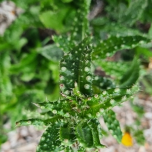 Helminthotheca echioides at Gungahlin, ACT - 12 Apr 2023