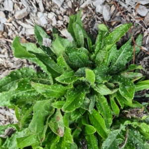 Helminthotheca echioides at Gungahlin, ACT - 12 Apr 2023