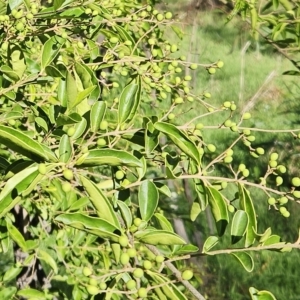 Ligustrum lucidum at Weetangera, ACT - 11 Apr 2023 09:45 AM