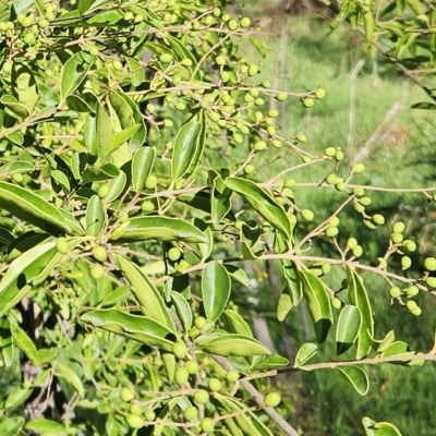 Ligustrum lucidum (Large-leaved Privet) at Weetangera, ACT - 11 Apr 2023 by sangio7