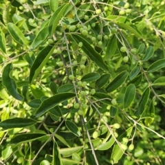 Ligustrum lucidum at Weetangera, ACT - 11 Apr 2023 09:45 AM