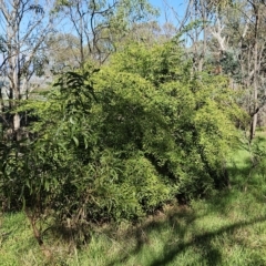 Ligustrum lucidum at Weetangera, ACT - 11 Apr 2023 09:45 AM