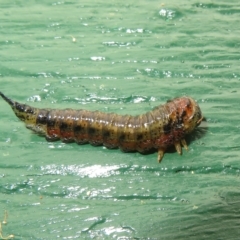 Pterygophorinae (subfamily) (Sawfly) at Flynn, ACT - 12 Apr 2023 by Christine