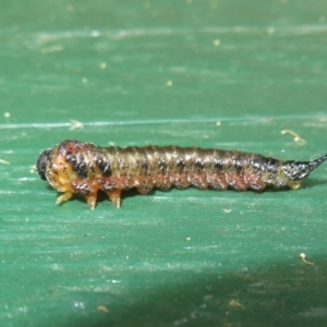 Pterygophorinae (subfamily) at Flynn, ACT - 12 Apr 2023 09:12 AM