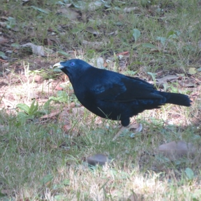 Ptilonorhynchus violaceus (Satin Bowerbird) at Flynn, ACT - 11 Apr 2023 by Christine