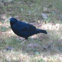 Ptilonorhynchus violaceus at Flynn, ACT - 11 Apr 2023