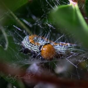 Spectrotrota fimbrialis at Holt, ACT - 15 Mar 2022 10:02 AM