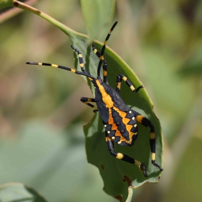 Amorbus alternatus (Eucalyptus Tip Bug) at Dryandra St Woodland - 19 Feb 2023 by ConBoekel