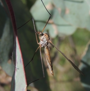 Leptotarsus (Leptotarsus) sp.(genus) at Bruce, ACT - 30 Oct 2022 03:12 PM