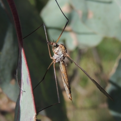 Leptotarsus (Leptotarsus) sp.(genus) (A Crane Fly) at Bruce Ridge to Gossan Hill - 30 Oct 2022 by michaelb