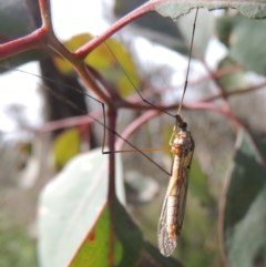 Leptotarsus (Leptotarsus) sp.(genus) at Bruce, ACT - 30 Oct 2022