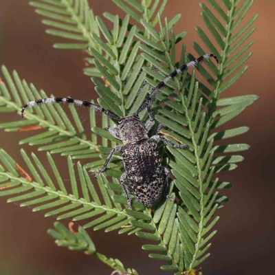 Ancita sp. (genus) (Longicorn or longhorn beetle) at O'Connor, ACT - 17 Feb 2023 by ConBoekel