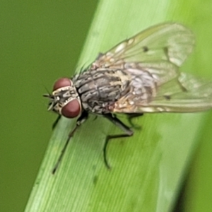 Helina sp. (genus) at O'Connor, ACT - 12 Apr 2023 10:58 AM