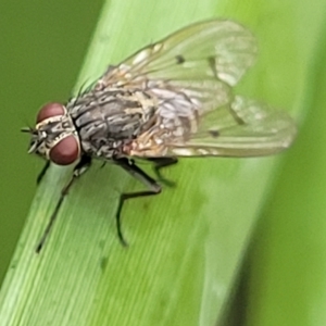 Helina sp. (genus) at O'Connor, ACT - 12 Apr 2023 10:58 AM