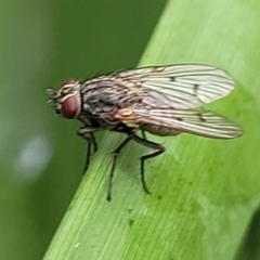 Helina sp. (genus) at O'Connor, ACT - 12 Apr 2023