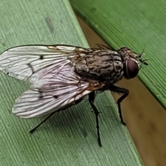 Helina sp. (genus) (Muscid fly) at O'Connor, ACT - 12 Apr 2023 by trevorpreston