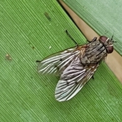 Helina sp. (genus) at O'Connor, ACT - 12 Apr 2023 10:57 AM